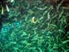 dsc03130_small.jpg
