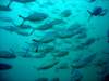 dsc03137_small.jpg