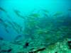 dsc03145_small.jpg