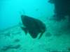 dsc03162_small.jpg