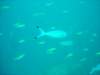 dsc03165_small.jpg