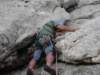 dsc04537_small.jpg