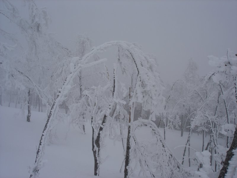 dsc05003.jpg