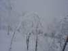 dsc05003_small.jpg