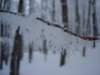 dsc05005_small.jpg